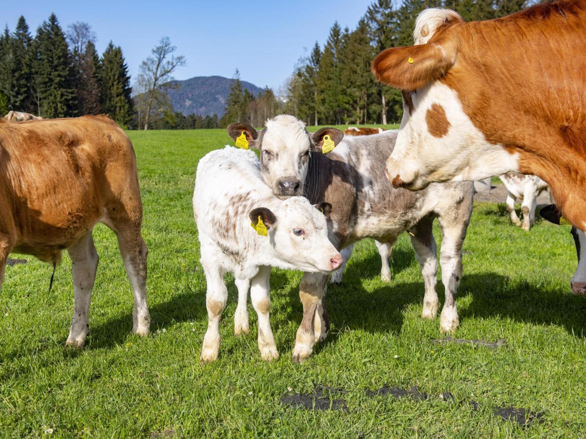 Auszeit Am Bauernhof Leilighet Schwoich Eksteriør bilde