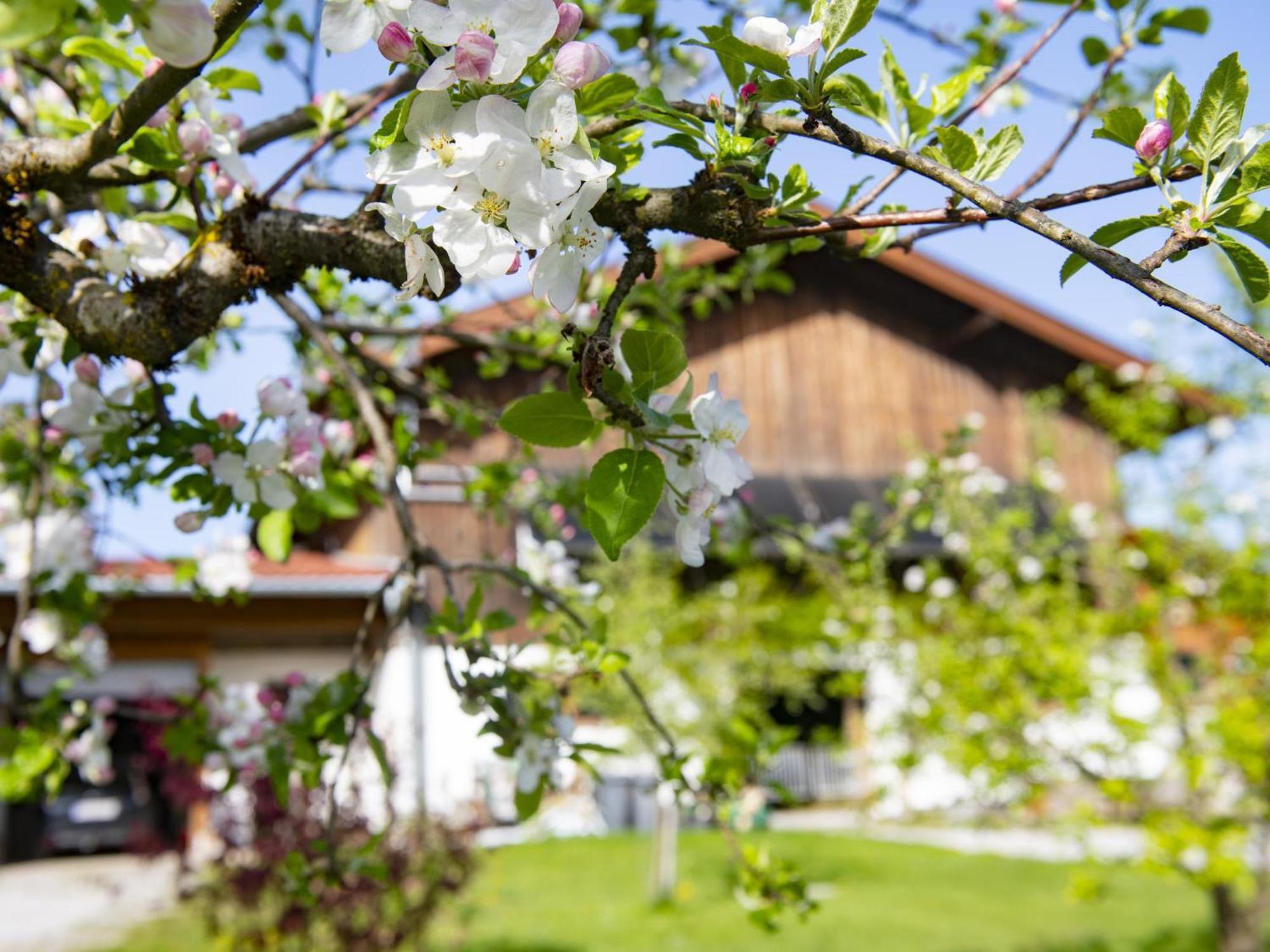 Auszeit Am Bauernhof Leilighet Schwoich Eksteriør bilde