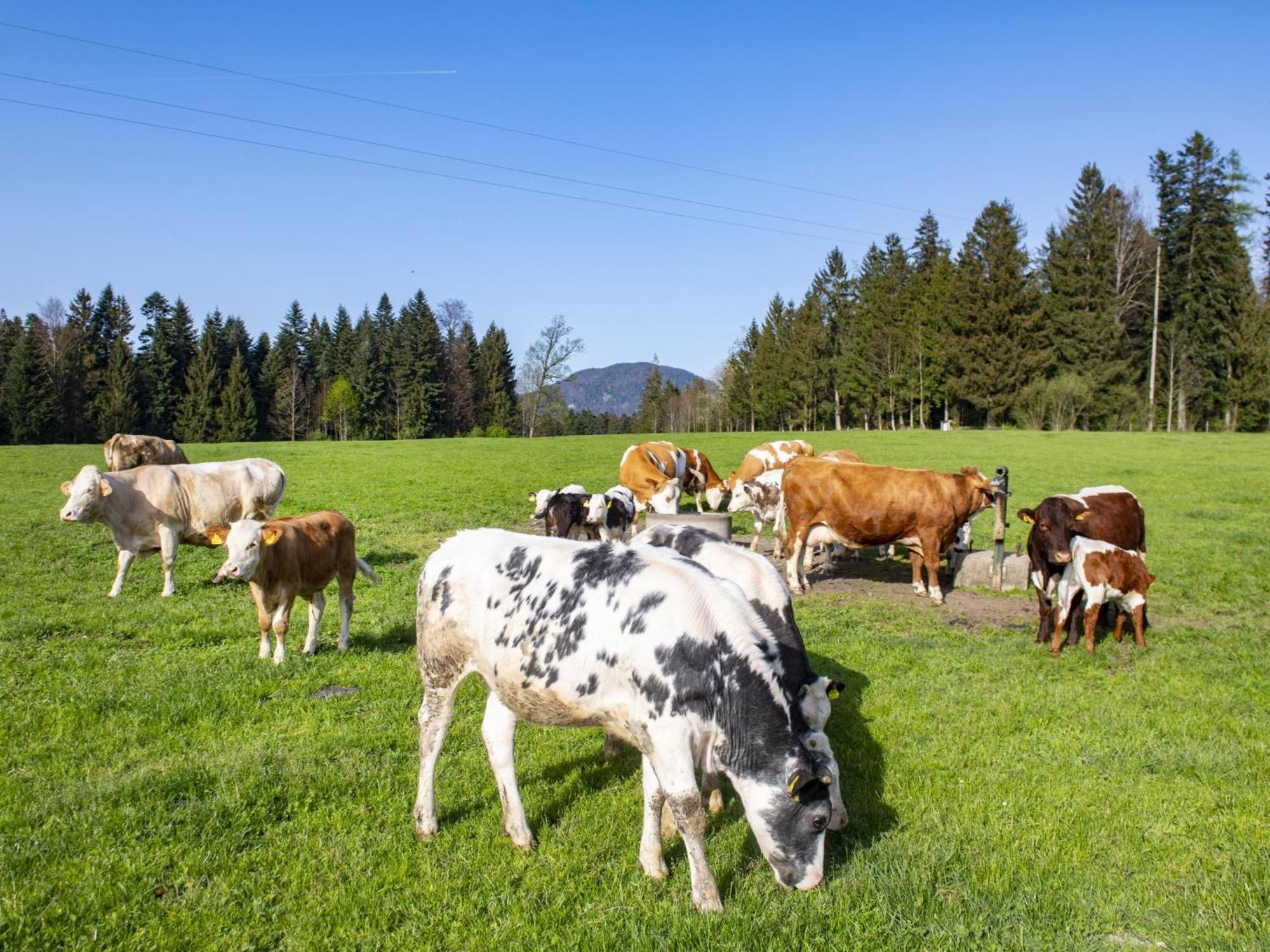Auszeit Am Bauernhof Leilighet Schwoich Eksteriør bilde