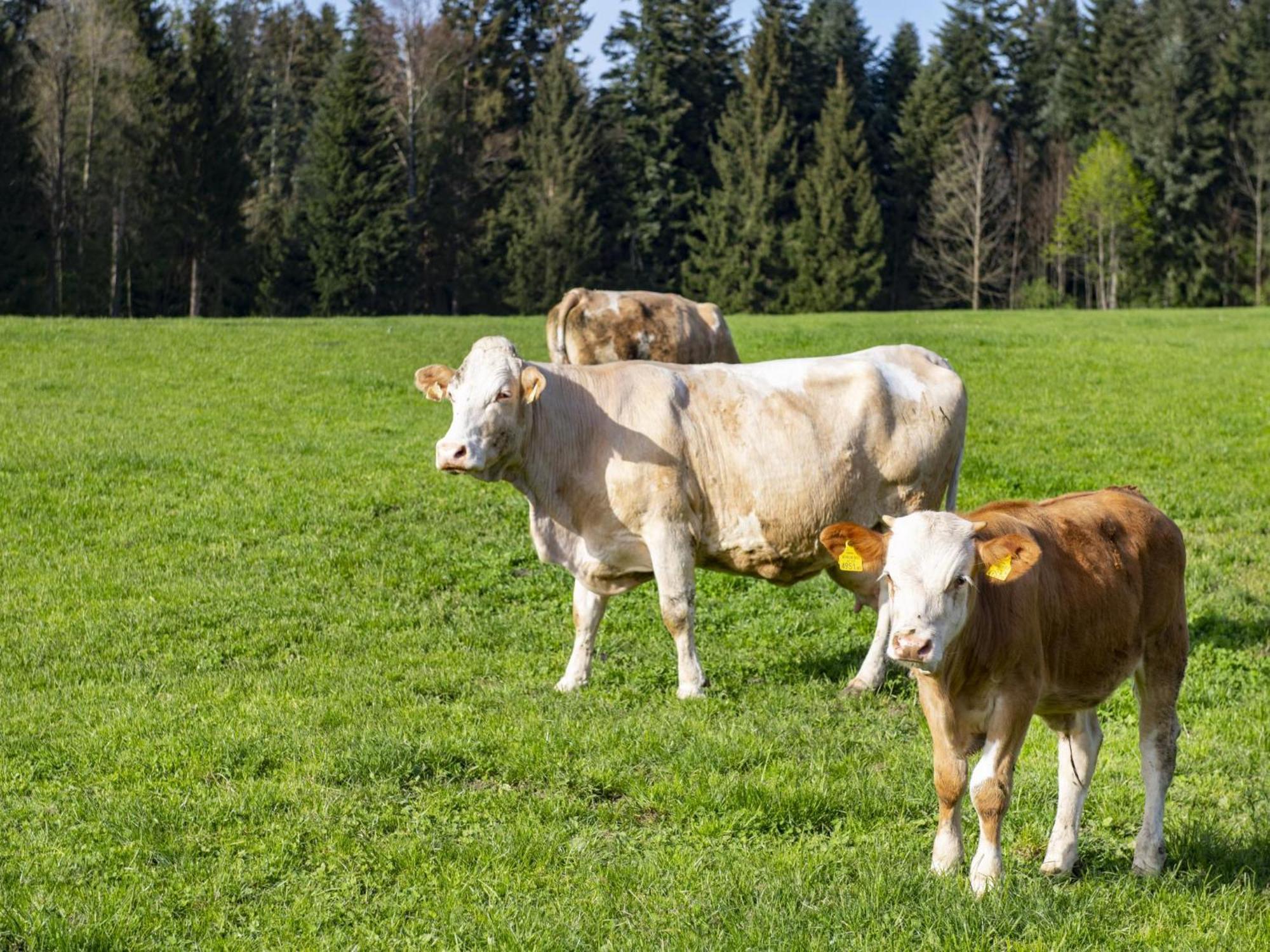 Auszeit Am Bauernhof Leilighet Schwoich Eksteriør bilde